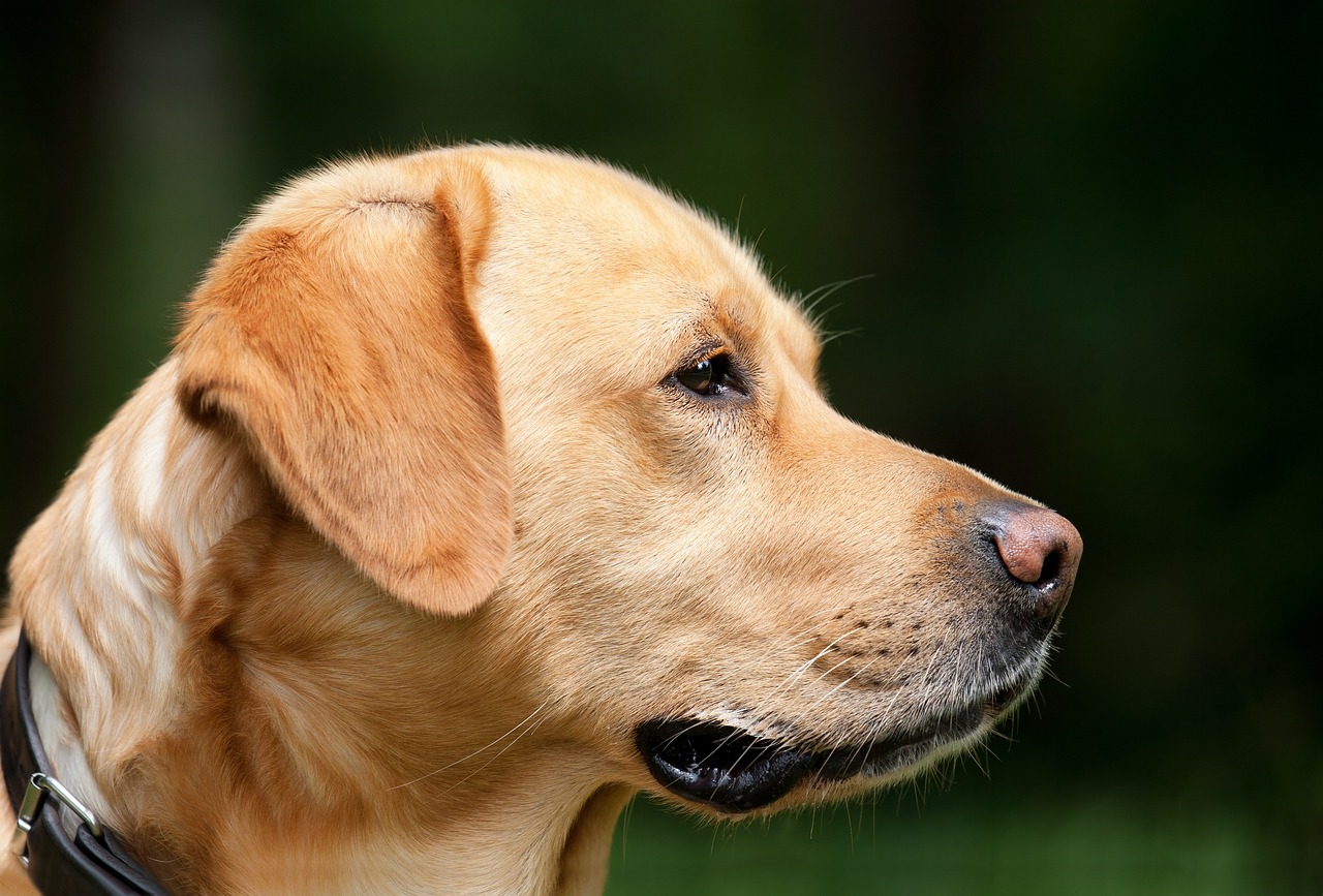 How to Teach Your Dog to Fetch the Newspaper